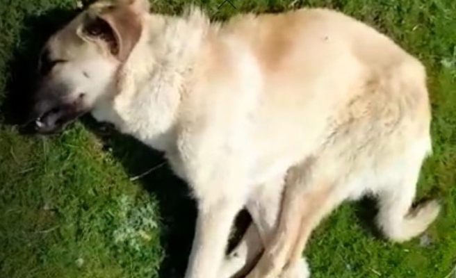 Siverek’te vahşet!