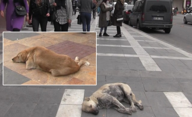 Caddeler başıboş köpeklerden geçilmiyor