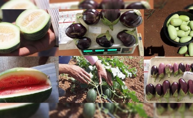 Urfa'nın 6 yerel ürünü tescil aldı