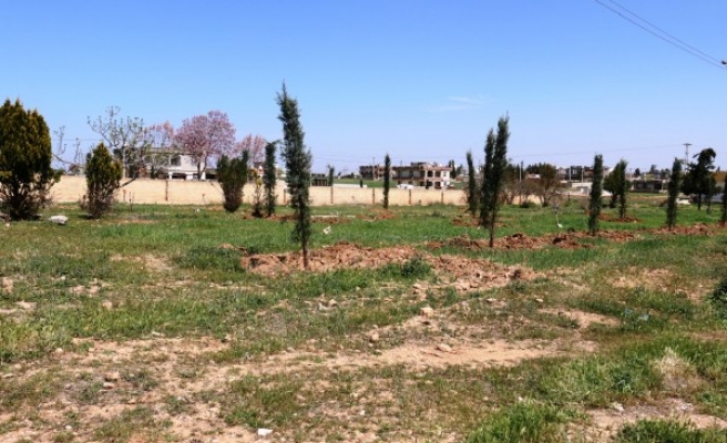 Akçakale’de parklarda ağaçlandırma çalışmaları tamamlandı
