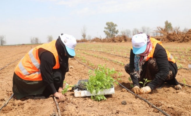 Büyükşehir yerli tohumlarla kendi biberini yetiştiriyor