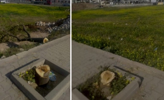Şanlıurfa'da ağaç katliamına tepki