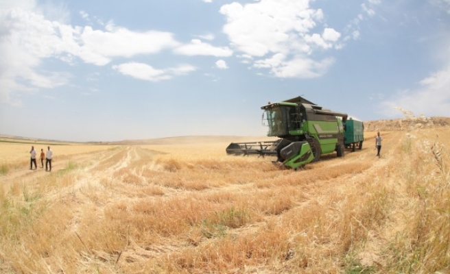 Makarnalık buğday Urfa’dan!