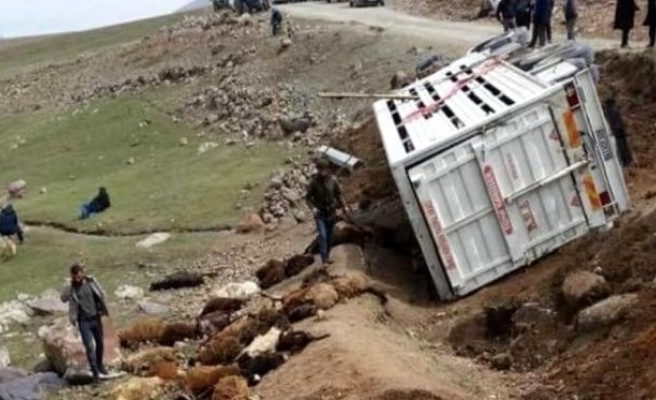 Kamyonet devrildi, 50 koyun telef oldu