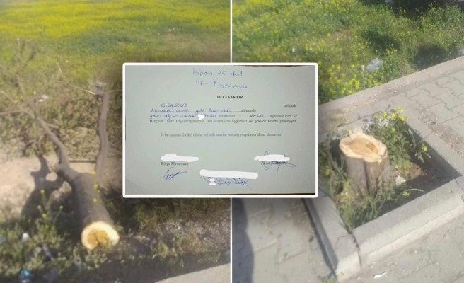 Şanlıurfa'da ağaç katliamına ceza