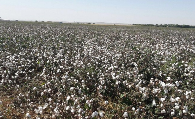 Şanlıurfa pamuk üretiminde ilk sırada