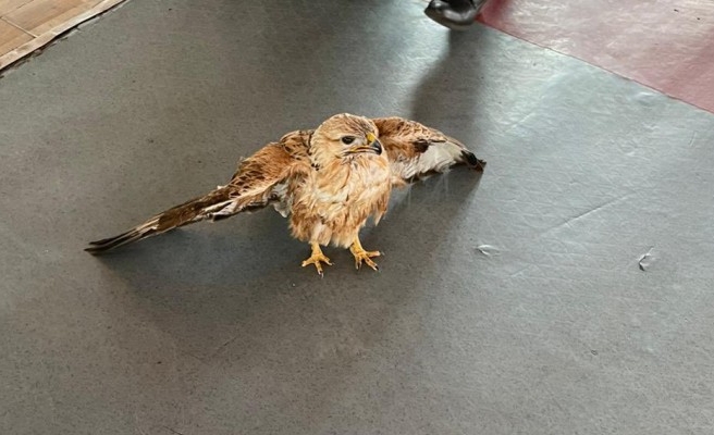 Kızıl şahin bitkin halde bulundu