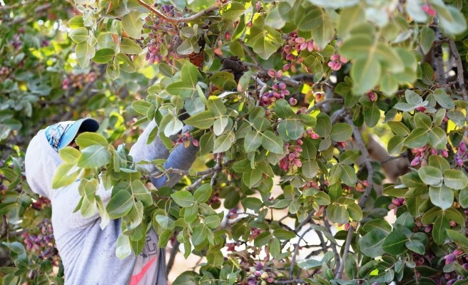 Şanlıurfa fıstık hasadında rekor kırdı