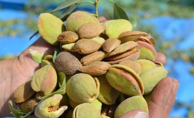 En çok badem üretimi yapılan iller belli oldu