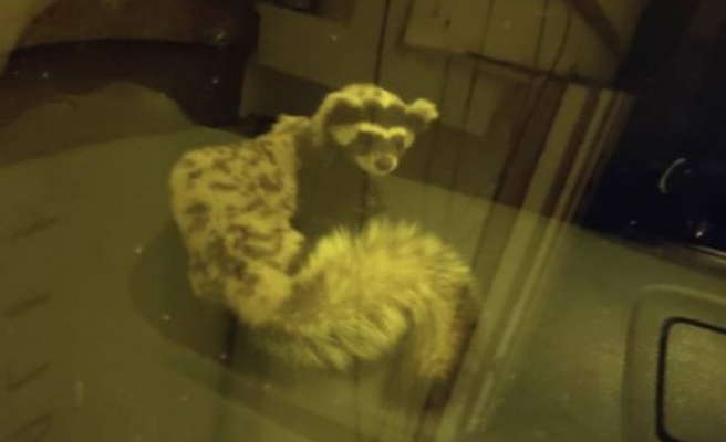 Şanlıurfa'da araba bagajından gelincik çıktı