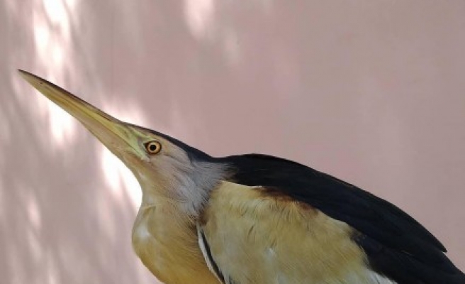 Nesli tükenmekte olan kuş Urfa'da bulundu