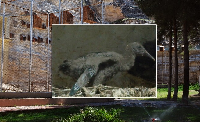 Yavru kelaynak için isim önerileri alınıyor