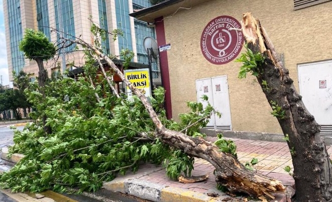 Şanlıurfa’da şiddetli rüzgar ağaçları devirdi