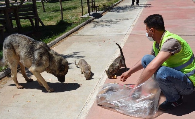Siverek'te sokak hayvanları unutulmadı