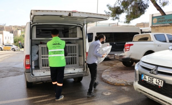 Tam kapanmada sokak hayvanları unutulmadı