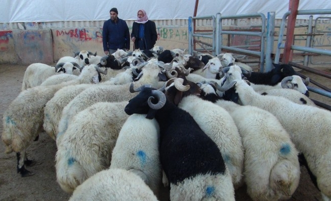 Şanlıurfa’da hayvancılıkta büyük artış!