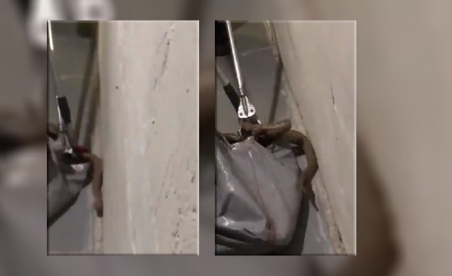 Şanlıurfa'da yılan avı başladı!