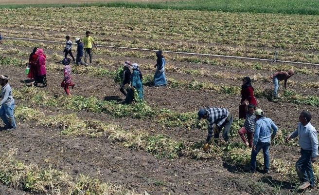 Mevsimlik tarım işçileri için alınması gereken önlemler!