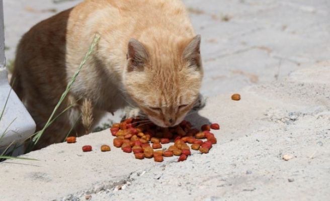 Bozova’da sokak hayvanları unutulmadı