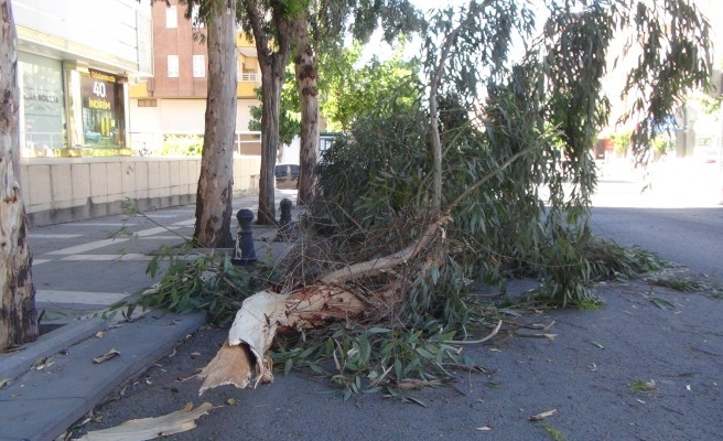 Şanlıurfa'da ağaçlar devrildi