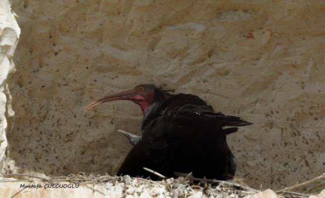 Şanlıurfa'da yavru kelaynak kuşuna isim aranıyor!