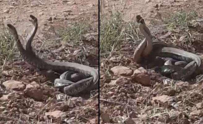 Yılanların dansı görüntülendi