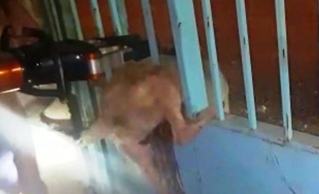 Demir parmaklıklara sıkışan köpek kurtarıldı