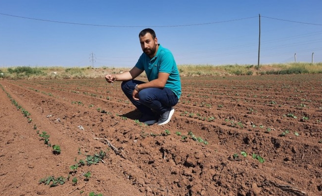 Kuraklık çiftçinin belini büktü