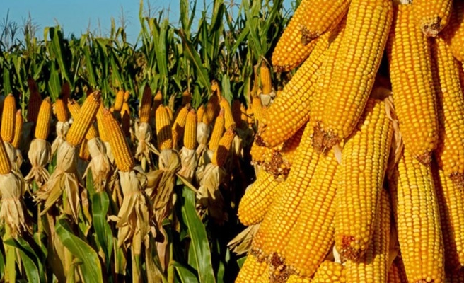En çok mısır üretimi yapılan iller belli oldu