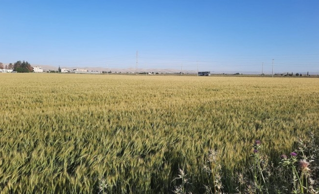 Rekolte düşüklüğü fiyatların yükseleceğinin habercisi