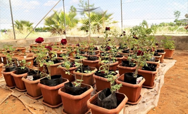 Harran Üniversitesi'nde 'karagül' çalışmaları sürüyor