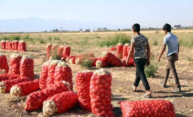 Urfalı tarım işçisi öğrenciler LGS'ye giremedi!