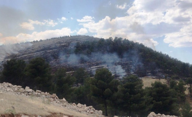 Şanlıurfa'da ormanlık alanda korkutan yangın