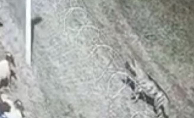Karaköprü'de sırtlan görüldü