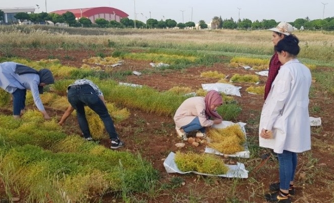 Harran Üniversitesi’nden bir ilk!