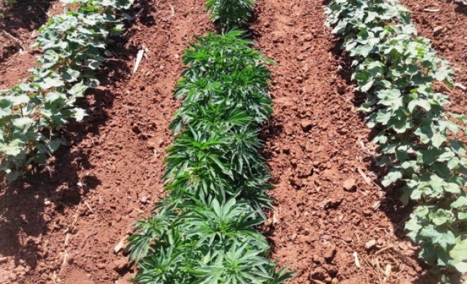 Pamuk tarlasında kenevir bitkisi ele geçirildi