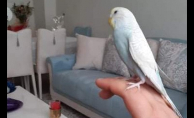 Kaybolan muhabbet kuşunu bulana ödül verilecek