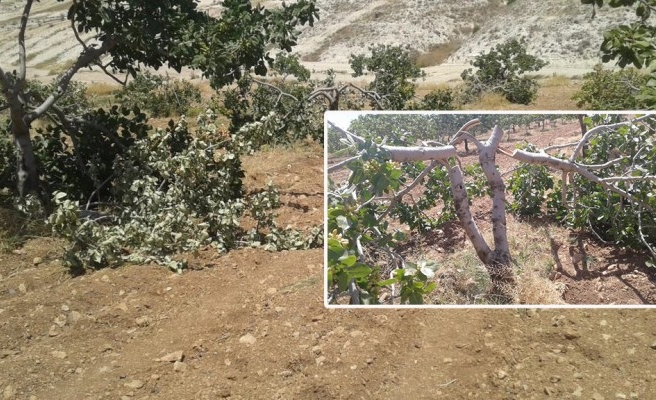 Birecik’te fıstık ağacı katliamı