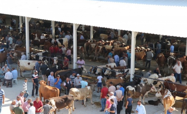 Modern Yaylak Hayvan Pazarı faaliyete geçti