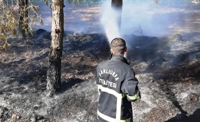 Ceylanpınar’da ağaçlık alanda yangın