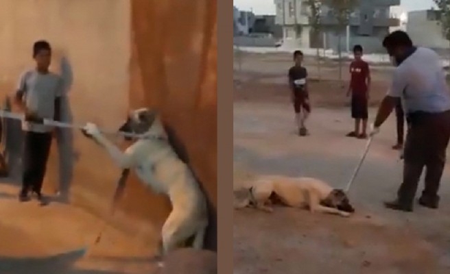 Sosyal medyadaki görüntülere başkandan da tepki