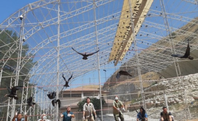 Kelaynakların yolculuğu başladı