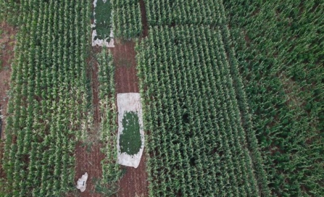 Mısır tarlasında drone destekli operasyon