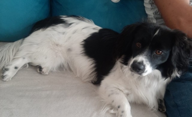 ‘Panda’yı bulana bin TL ödül verilecek