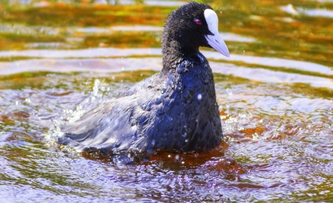 Şanlıurfa’da sakarmeke görüldü