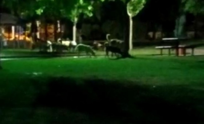 Parktaki başıboş köpekler vatandaşları tedirgin ediyor