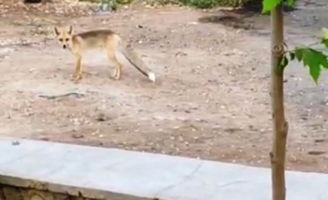 Şanlıurfa'da gündüz gözüyle tilki