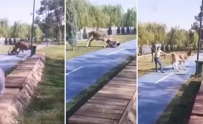 Urfa'da kaçan boğa zor anlar yaşattı