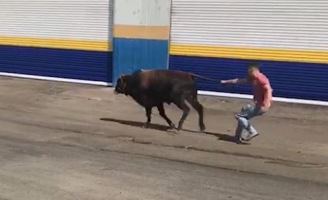 Şanlıurfa’da kaçan kurbanlıklar zor anlar yaşattı