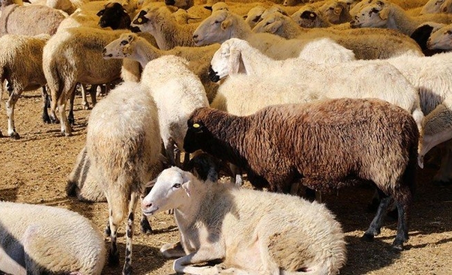 Şanlıurfa'da bulunan koyun sayısı belli oldu